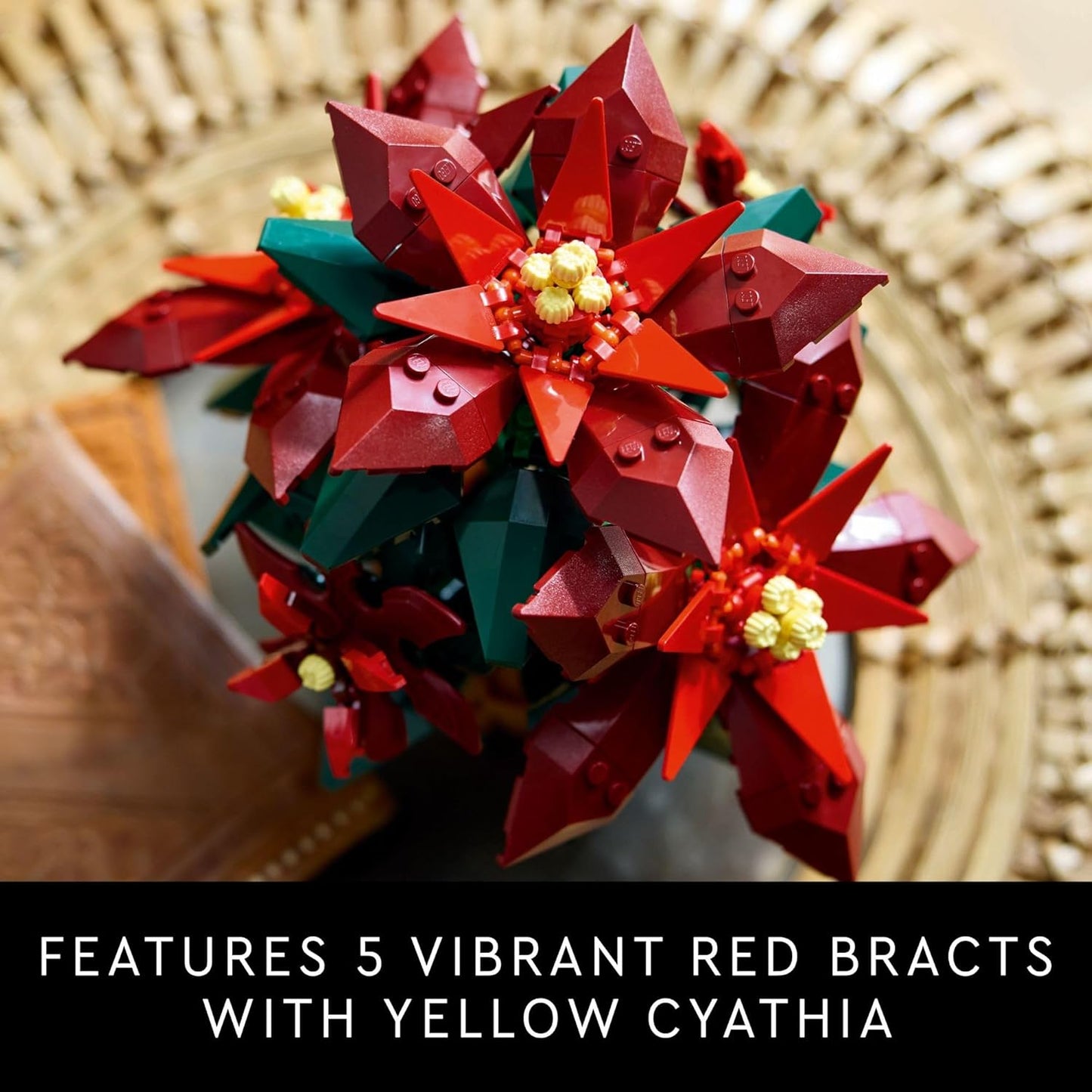 * Poinsettia