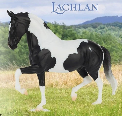 Lachlan 2026