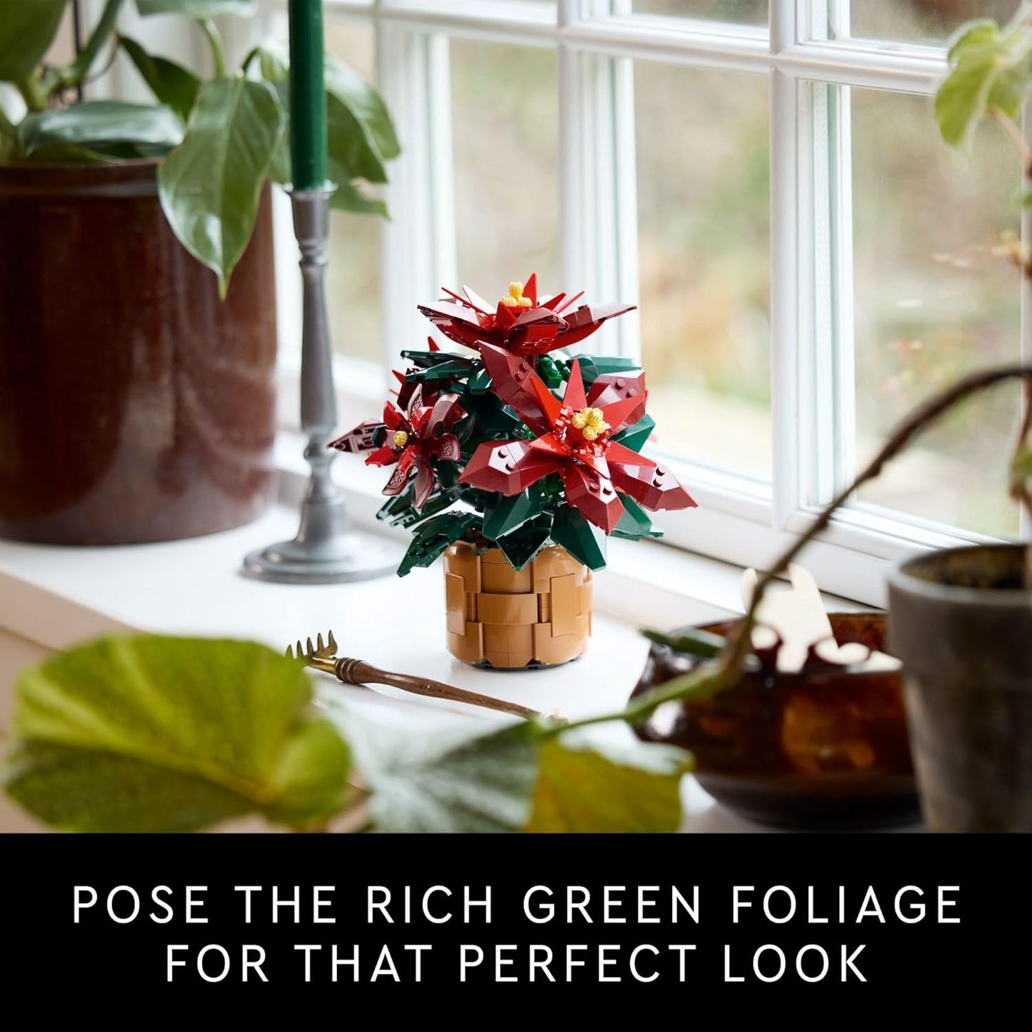 * Poinsettia