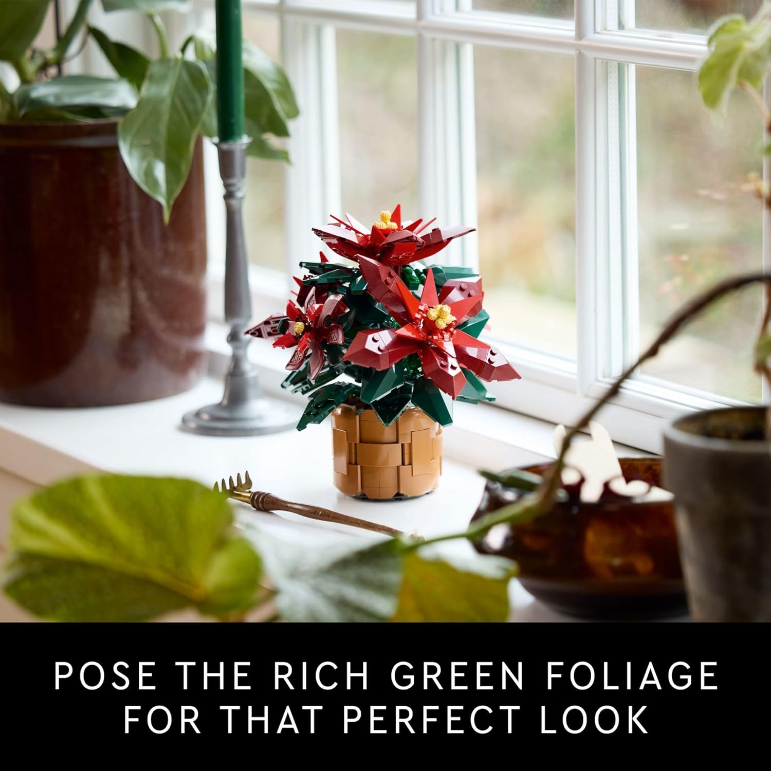 * Poinsettia