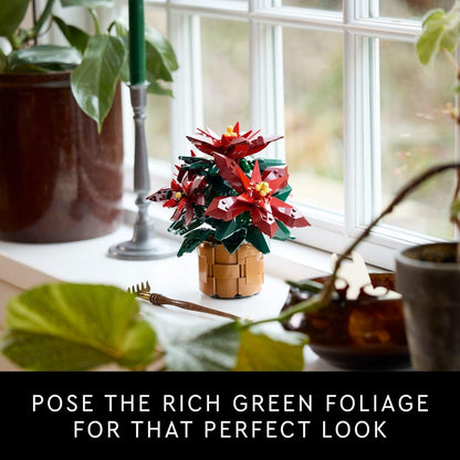 * Poinsettia